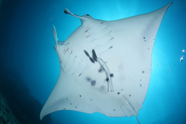 manta