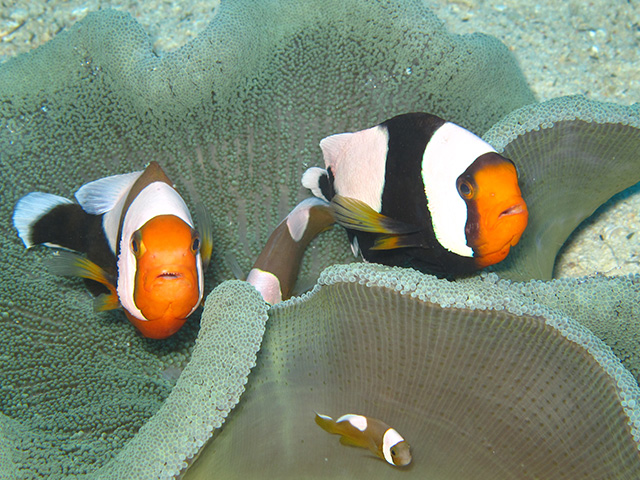 魚の餌付けは環境に問題ないの？