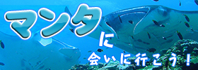 マンタに会いに行こう!