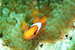 ウミガメ