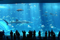 美ら海水族館