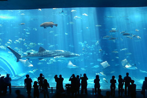 美ら海水族館