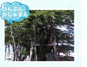 ひんぷんかじゅまる