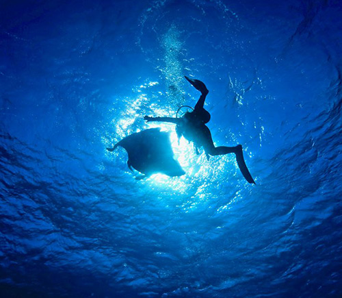 青い海で泳ぐマンタ