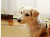 海クラブシーマップ看板犬
