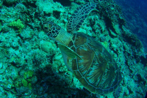 201096.jpg