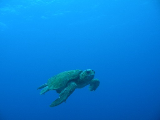 akaumi.jpg