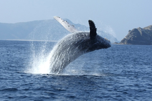 whale1.jpg
