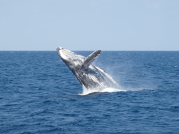 クジラ