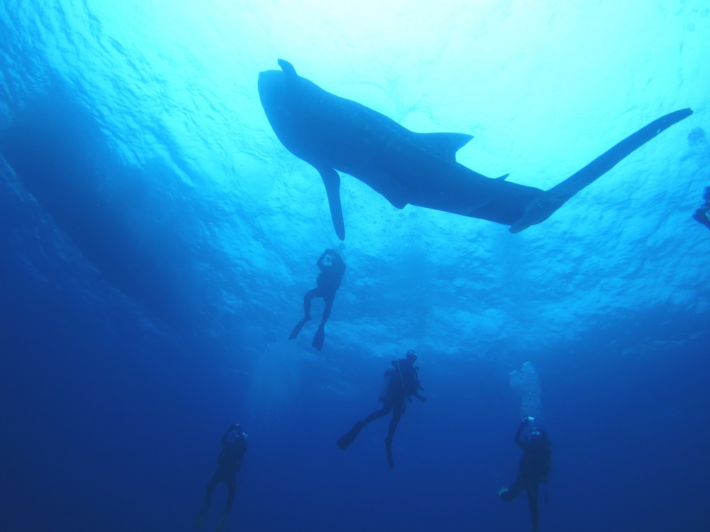 与那国島vs久米島 沖縄ダイビング冬の二大ポイントを解説します レッドフィンブログ