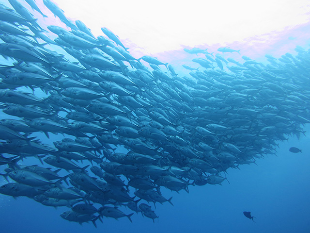 魚群に囲まれたい ダイバーの夢をかなえる沖縄のポイント10選 レッドフィンブログ
