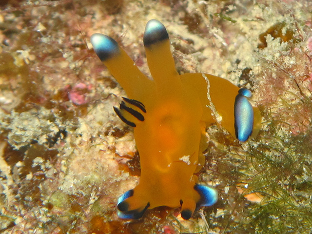 沖縄でウミウシに会いにいこう 本島でおすすめのスポットはココ レッドフィンブログ