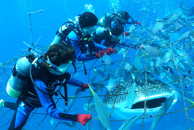 沖縄でジンベイザメに出会える 出会えるスポットは ライセンスがなくても大丈夫 レッドフィンブログ