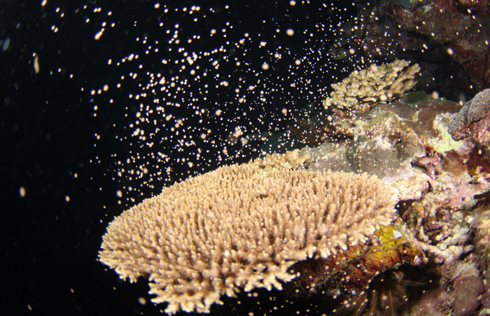 沖縄でサンゴが美しいダイビングポイント海を守るためできること | 【レッドフィンブログ】