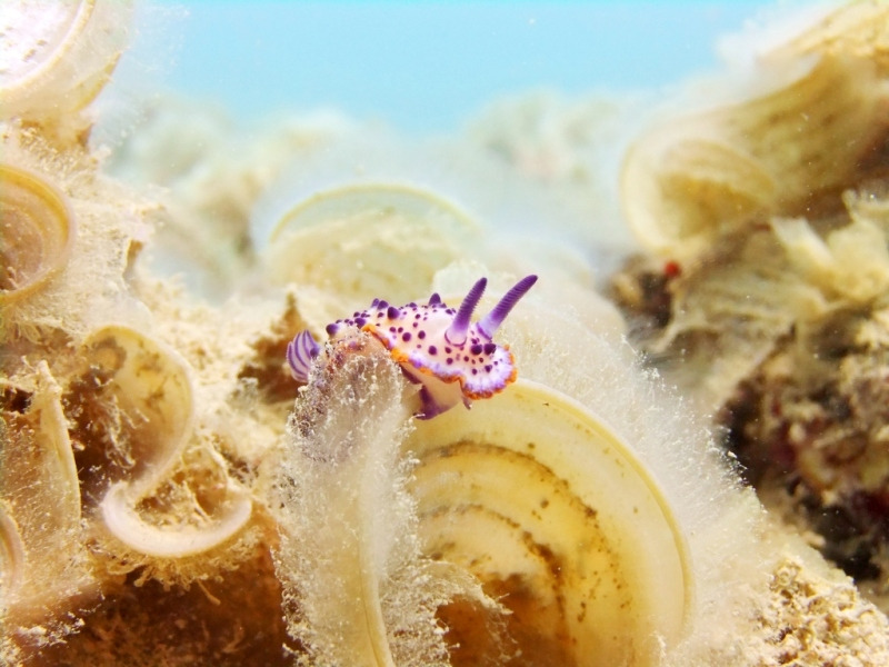 ダイバーの小さなアイドル ウミウシ大図鑑 沖縄で見られるウミウシたち レッドフィンブログ