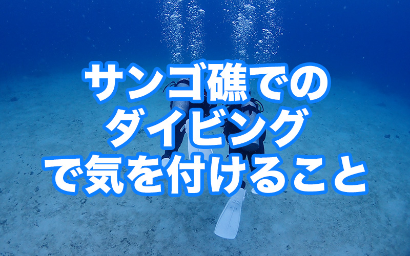 サンゴ礁でのダイビングで注意すること