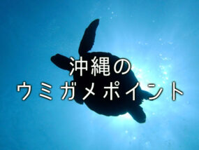 沖縄でウミガメに出会えるポイントは？