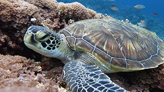 慶良間諸島のウミガメ