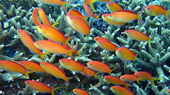 西表島の珊瑚と魚