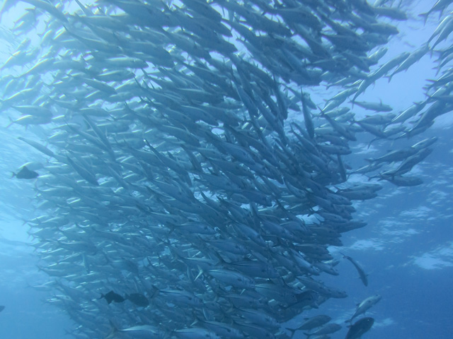 魚群・大物写真