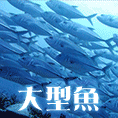 大型魚