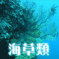 海草類