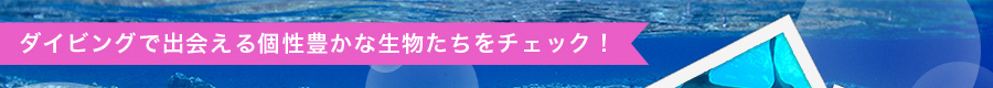 ダイビングで出会える個性豊かな生物たちをチェック！