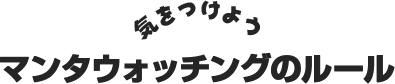 気をつけよう！マンタウォッチングのルール