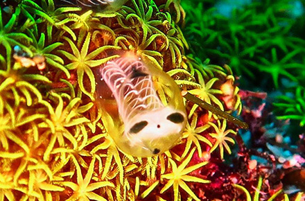 久米島の豊かな海況に生物の多様性もピカイチ！